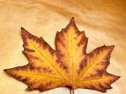 Autumn leaf maple. Stock Photos