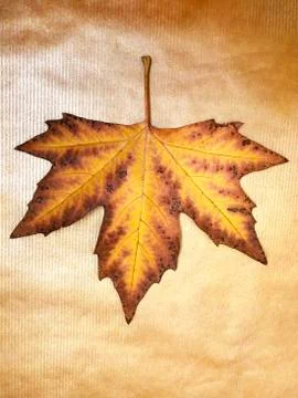 Autumn leaf maple. Stock Photos