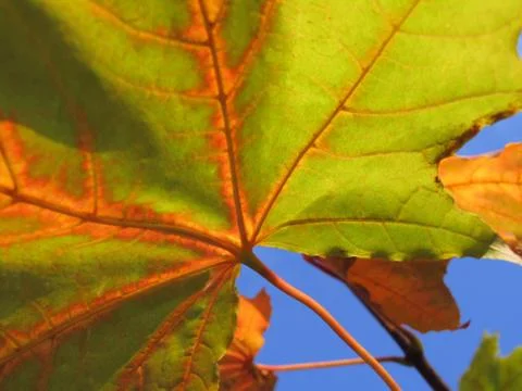 Autumn leaf of maple tree close up Stock Photos