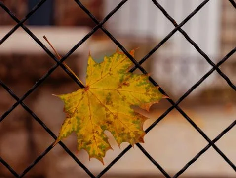 Autumn Leaf Of Maple Tree Close Up Stock Photos