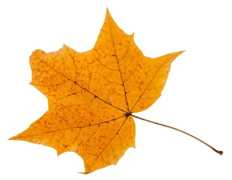 Autumn leaf of maple tree isolated on white Stock Photos