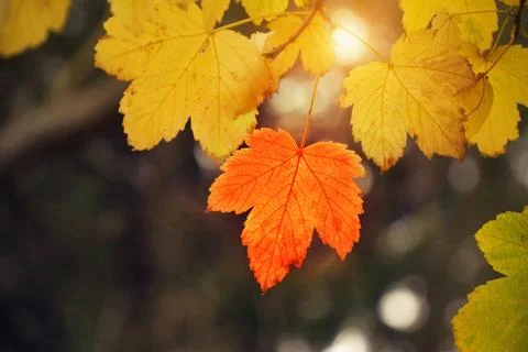 Autumn leaf of maple tree. Stock Photos