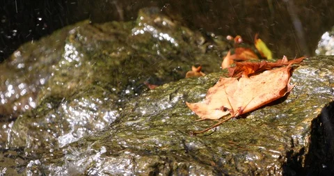 Autumn leaf on moist stone which sprayed water from fountains Stockbeeldmateriaal 119038611