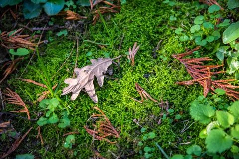 Autumn leaf on moss layer in the forest Stock Photos