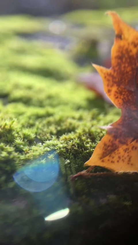 Autumn Leaf on Moss with Sun Flare, Saxony Stock Footage 317611574