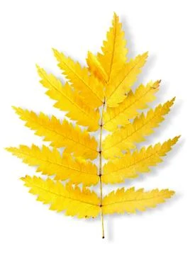 Autumn leaf of a mountain ash Stock Photos