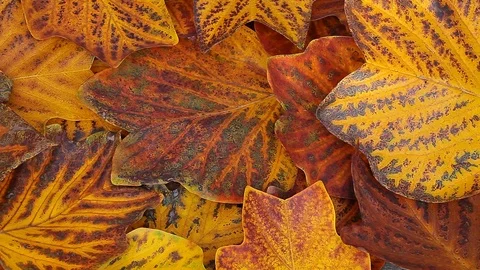 Autumn leaf natural stone background Stock Footage 118650392