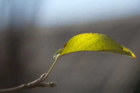 Autumn leaf in nature Stock Photos