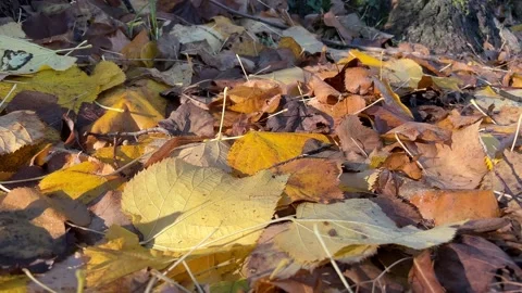 Autumn leaf near the tree Stock Footage 224695459