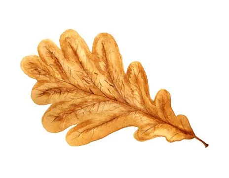 Autumn leaf of oak Stock Illustration
