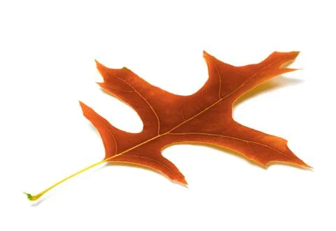 Autumn leaf of oak Stock Photos