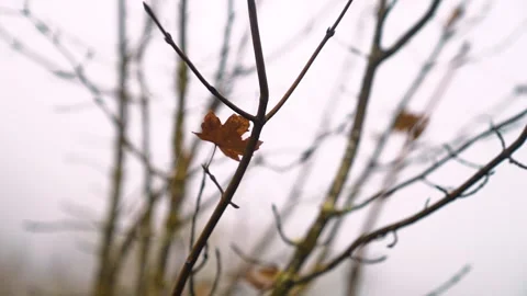 Autumn leaf orange on branch. There is a spider web on the branch. Wild life. Video stock 255344228