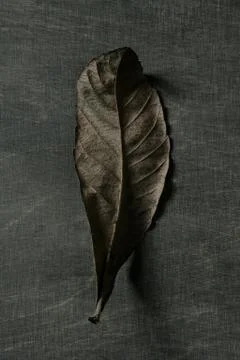 Autumn leaf over dark background and shadows Stock Photos