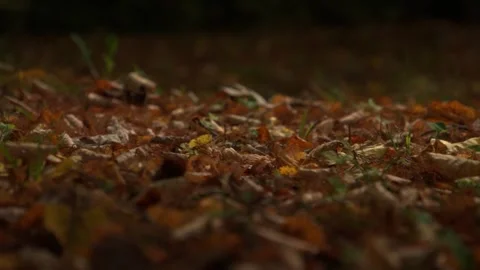 Autumn leaf on park ground grass for calm nature background Stockbeeldmateriaal 343542971