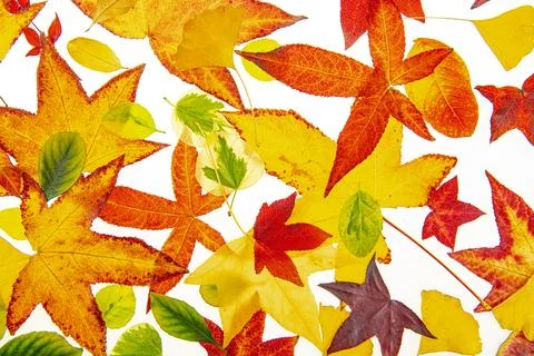Autumn leaf pattern with colorful fall foliage. Fall background with vibrant Stockfoto's