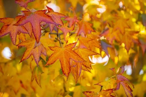 Autumn leaf pattern with colorful fall foliage. Fall background with vibrant Stock Photos