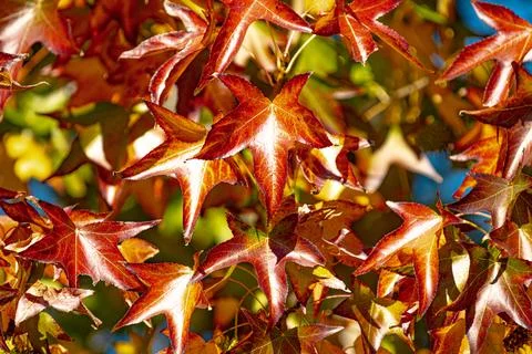 Autumn leaf pattern with colorful fall foliage. Fall background with vibrant Stock Photos