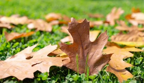 Autumn leaf pattern. Fall foliage with maple leaves. September leaves with Stock Photos