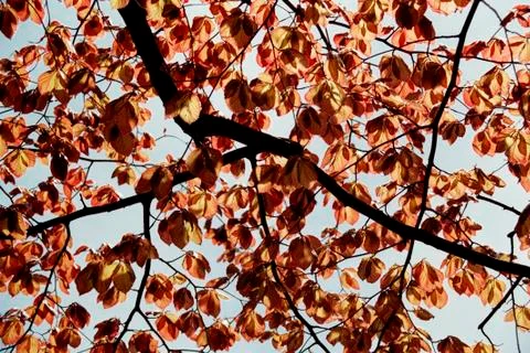 Autumn leaf pattern Foto stock