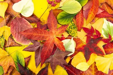 Autumn leaf pattern on vibrant fall backdrop. Fall colors with natural autumn Stock Photos
