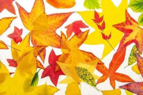 Autumn leaf pattern on vibrant fall backdrop. Fall colors with natural autumn Stock Photos
