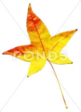 Autumn leaf Stock Photos