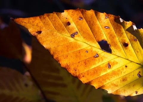 Autumn Leaf Stock Photos