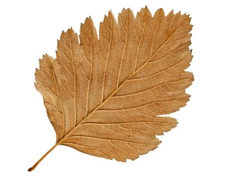 Autumn leaf. Stock Photos
