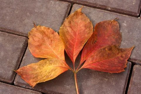 Autumn leaf Foto stock