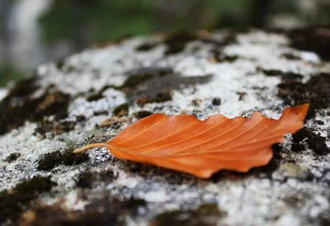 Autumn leaf Foto stock