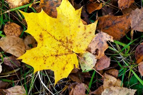 Autumn leaf Stock Photos