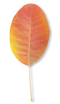 Autumn leaf Stock Photos