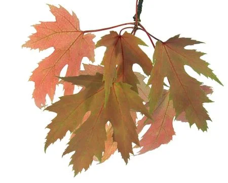 Autumn leaf Stock Photos