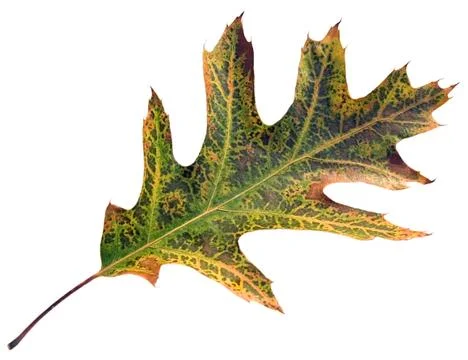 Autumn leaf Stock Photos