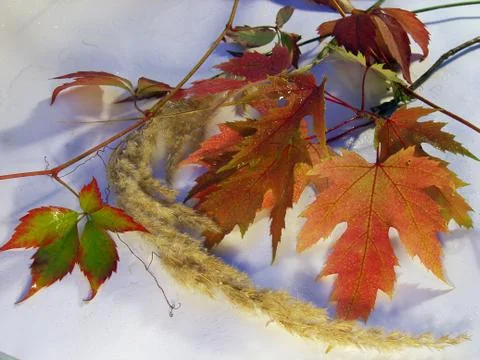 Autumn leaf Stock Photos