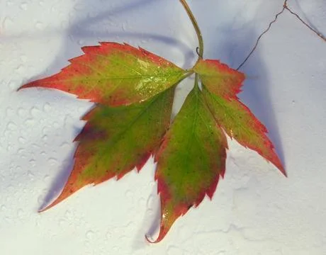 Autumn leaf Stock Photos