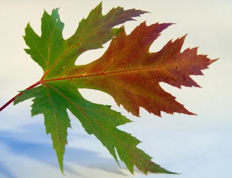 Autumn leaf Stock Photos