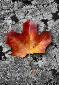 Autumn leaf Stock Photos