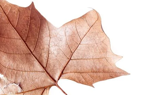 Autumn leaf Stock Photos