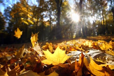 Autumn leaf Фото