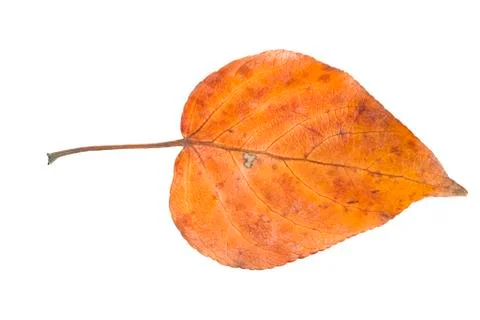 Autumn leaf Stock Photos