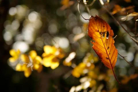 Autumn leaf Stock Photos