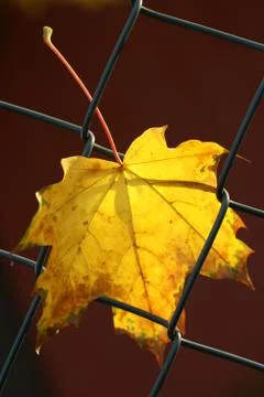 Autumn leaf Stock Photos