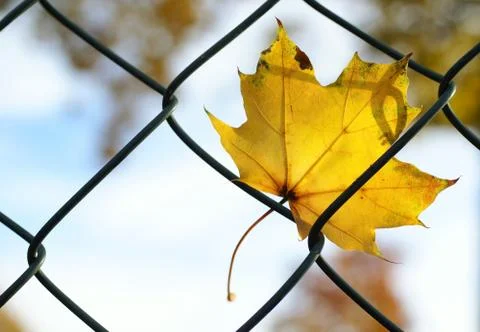 Autumn leaf Stock Photos