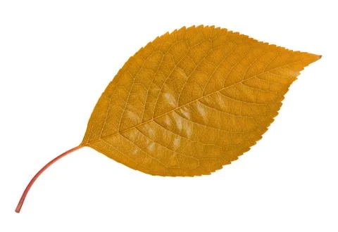 Autumn leaf Stock Photos