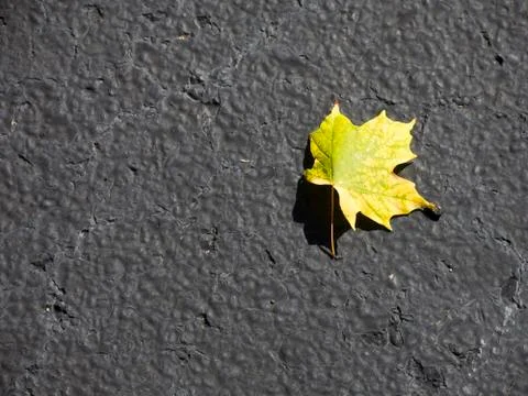 Autumn leaf Stock Photos