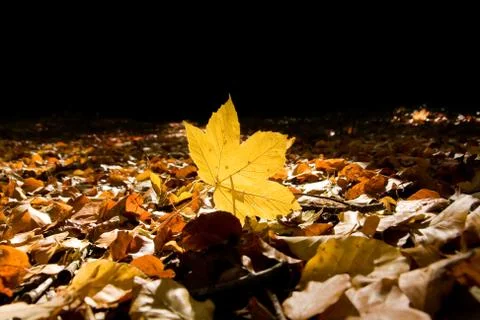 Autumn leaf Stock Photos