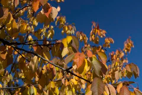 Autumn leaf Stock Photos