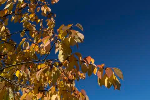 Autumn leaf Stock Photos