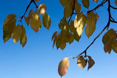 Autumn leaf Stock Photos